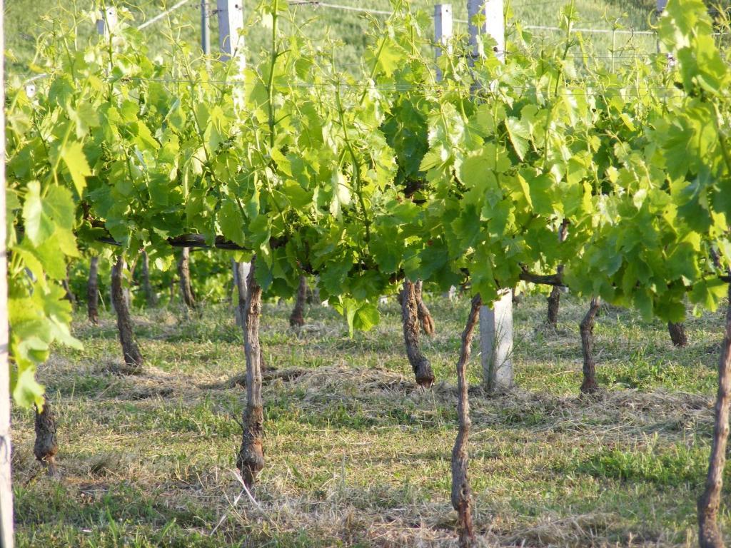 Tenuta Su Vrau 포사타 외부 사진